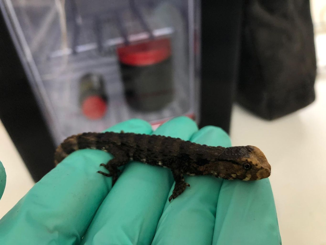 Rare crocodile lizards successfully bred at Paignton Zoo News
